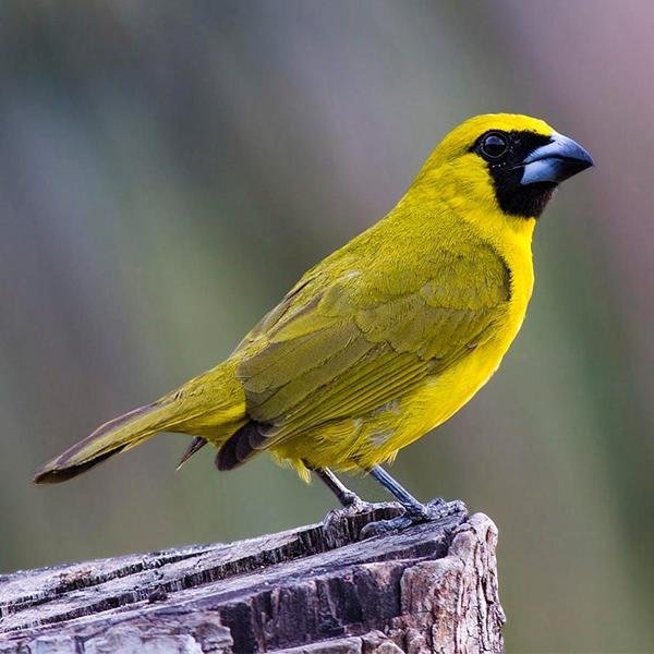 yellow-green-grosbeak-finch-740556 Yellow Green Grosbeak Finch - Image 1