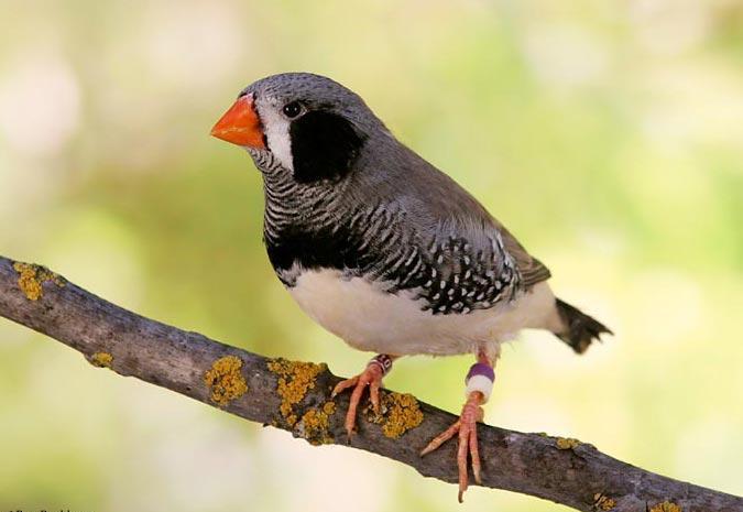 zebra-finch-black-cheek-135665 Zebra Finch - Black Cheek - Image 1
