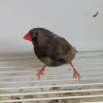 Zebra Finch Eumo Black - Image 3