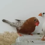 Zebra Finch Eumo Brown - Image 2