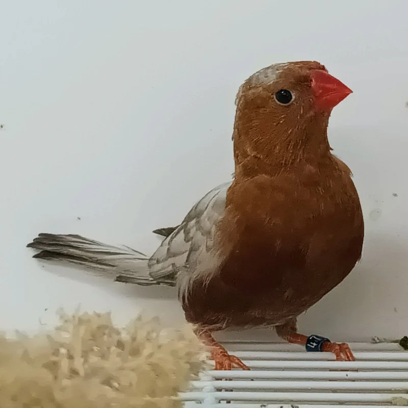 zebra-finch-eumo-brown-575885 Zebra Finch Eumo Brown - Image 1