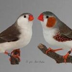 Zebra Finch Penguin