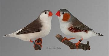 zebra-finch-penguin-278822 Zebra Finch Penguin - Image 1