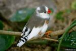 Zebra Finch Pied