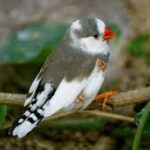 Zebra Finch Pied