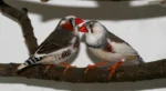 Zebra Finch Pied - Image 2